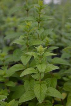 Oregano, Griechischer (Pflanze)